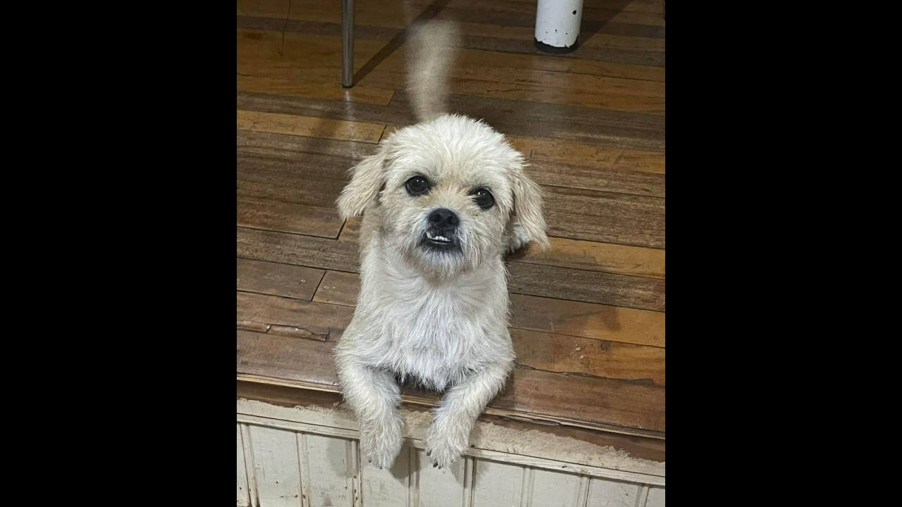 Cachorra Gaia desapareceu no bairro Brasília