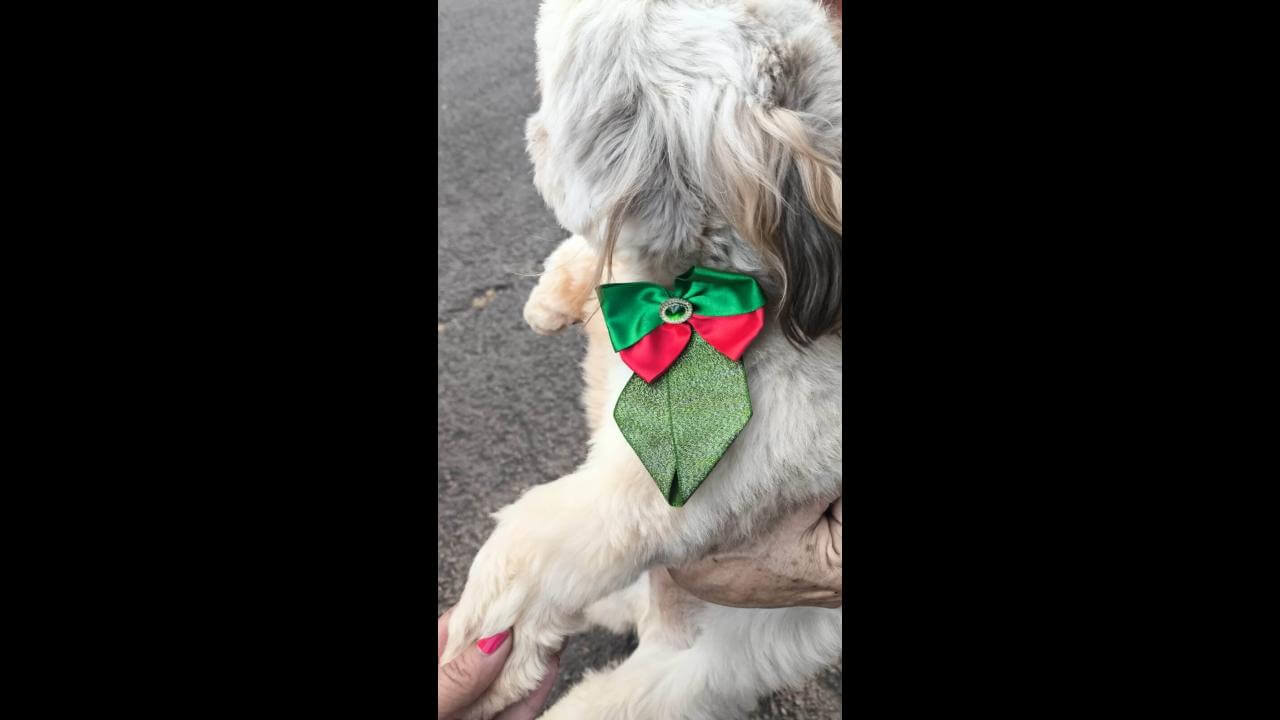 Cachorro é encontrado no bairro Região do Lago