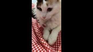 Cachorra Luna desapareceu no bairro Fag Imagem referente a Cachorra Luna desapareceu no bairro Fag