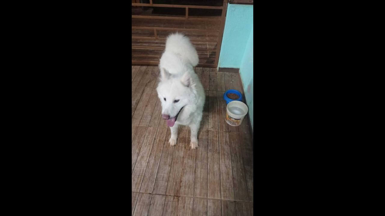 Cachorro é encontrado no bairro Morumbi