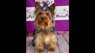 Imagem referente a Cachorro Ravi desapareceu no bairro Universitário