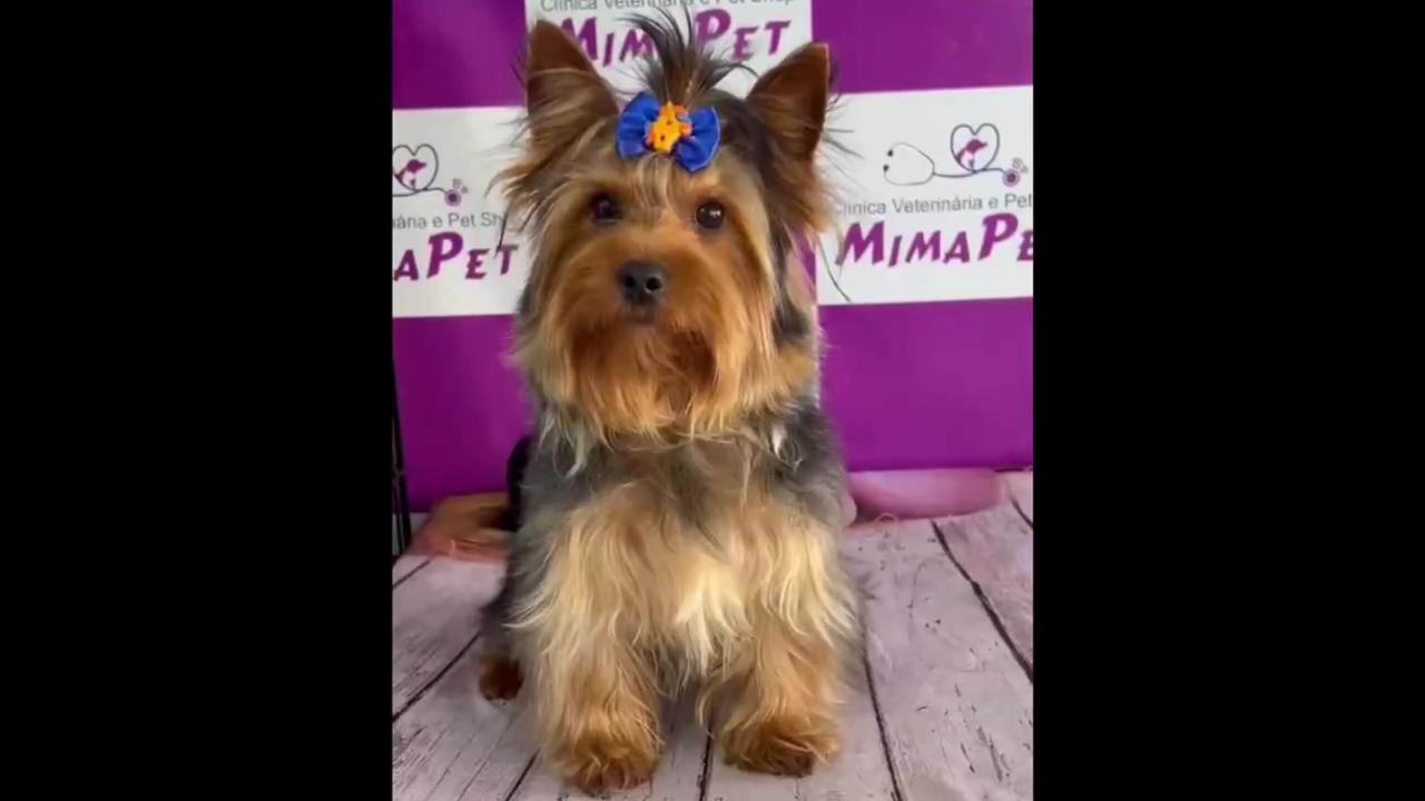 Cachorro Ravi desapareceu no bairro Universitário