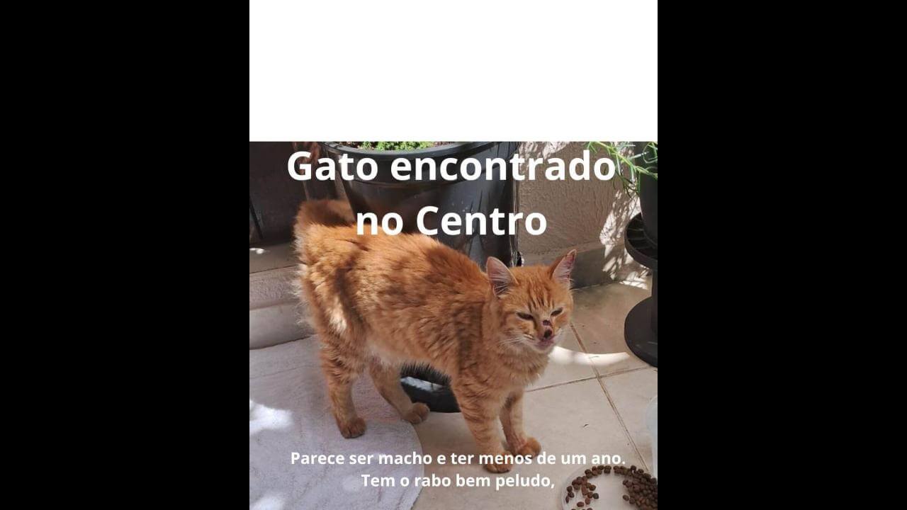 Gato é encontrado no bairro Centro