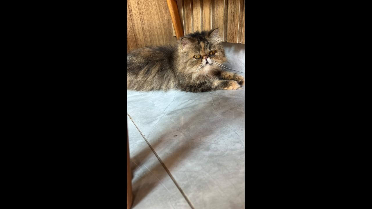 Gato é encontrado no bairro Country