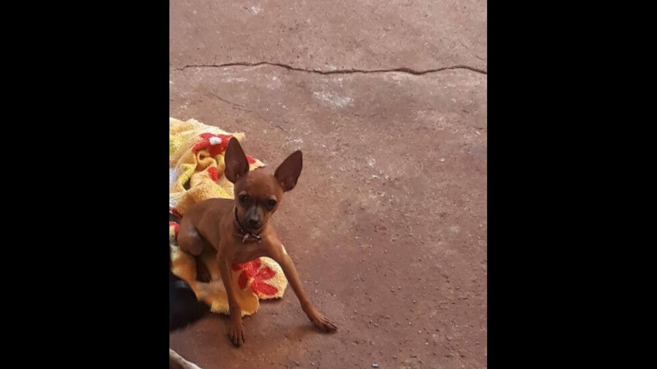 Cachorra Cacau desapareceu no bairro Brasmadeira