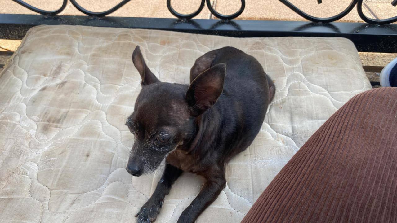 Cachorra Neguinha desapareceu no bairro Santa Cruz