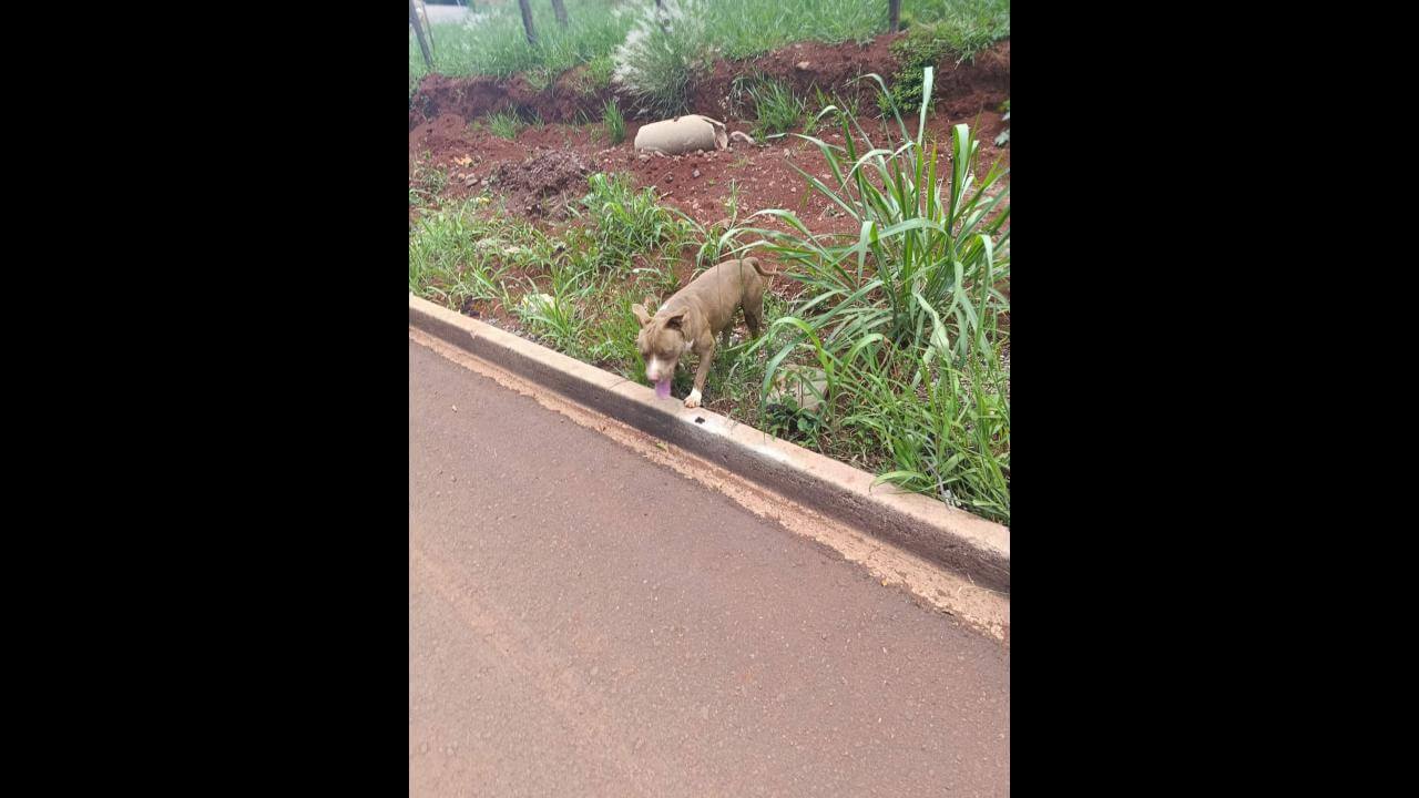 Cachorro é encontrado no bairro Lago Azul
