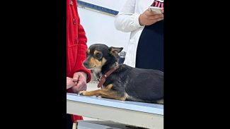 Imagem referente a Cachorra Dilma desapareceu no bairro Pacaembu