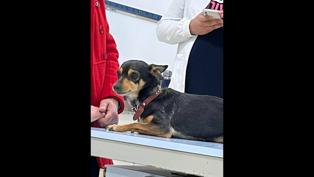Cachorra Dilma desapareceu no bairro Pacaembu