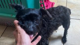 Imagem referente a Cachorrinha é encontrada próximo à UPA Tancredo, em Cascavel