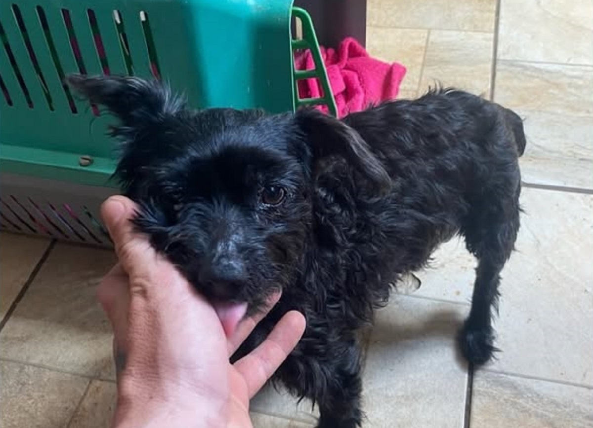 Cachorrinha é encontrada próximo à UPA Tancredo, em Cascavel