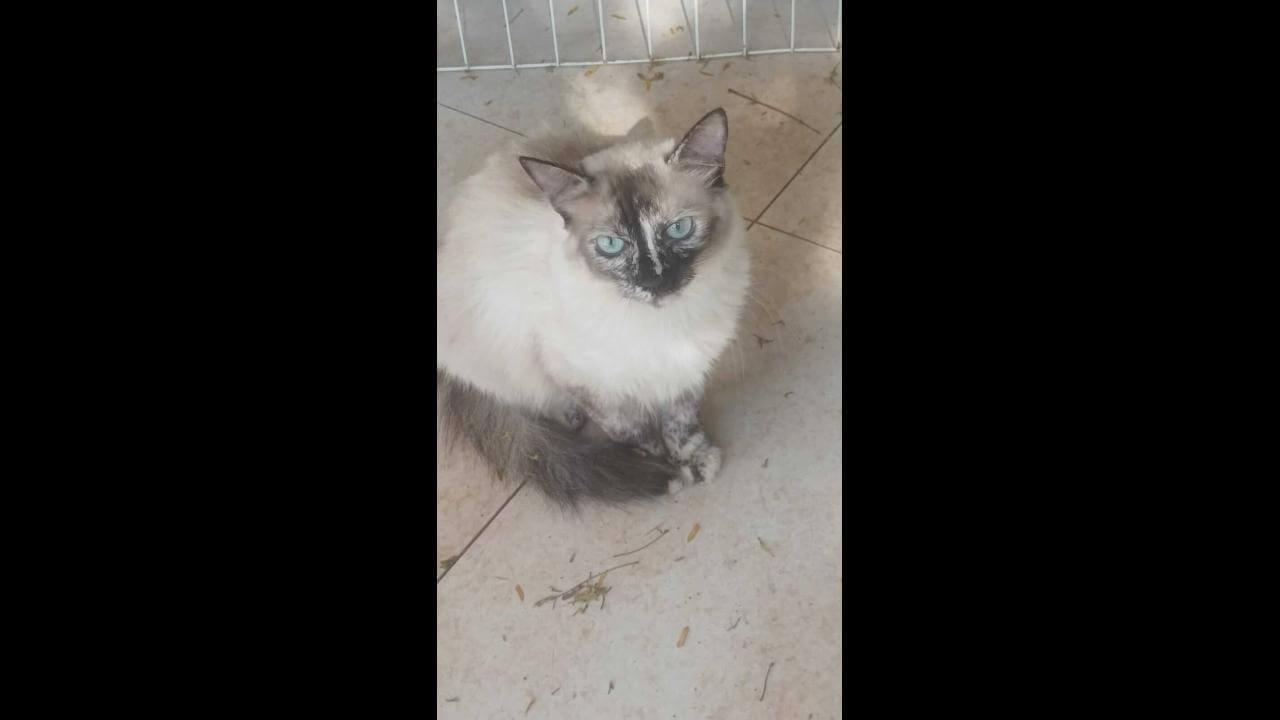 Gato é encontrado no bairro Pioneiros Catarinenses