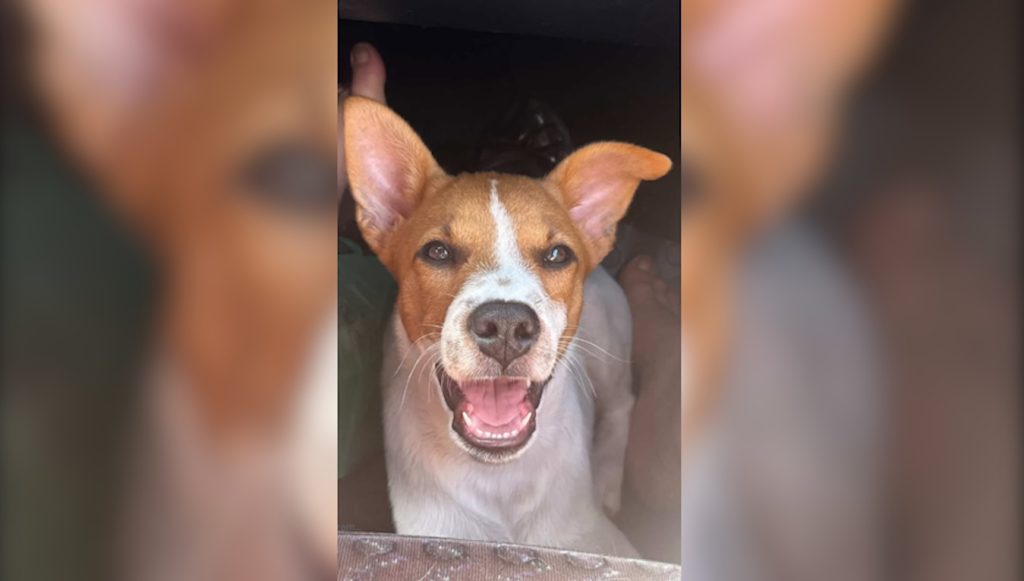 Filhotinho Fred sumiu de casa no bairro Canadá