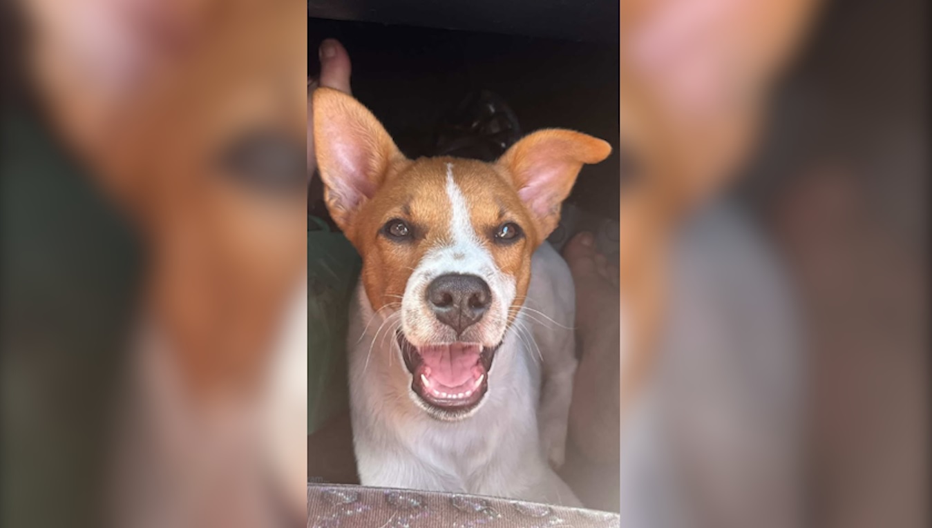 Filhotinho Fred sumiu de casa no bairro Canadá