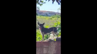 Imagem referente a Cachorro desapareceu no bairro Claudete