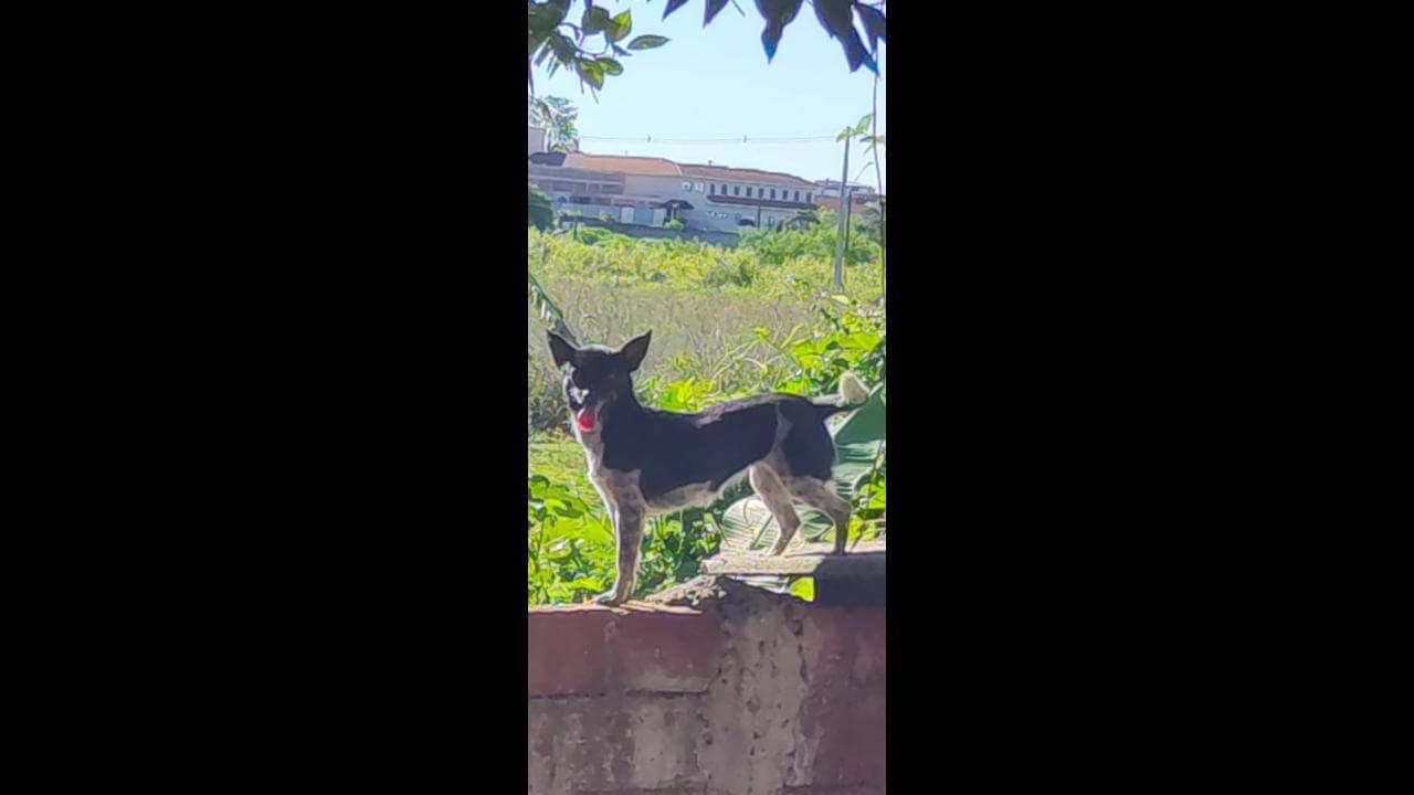Cachorro desapareceu no bairro Claudete