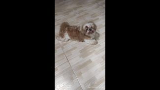 Imagem referente a Cachorra é encontrada no bairro Parque São Paulo