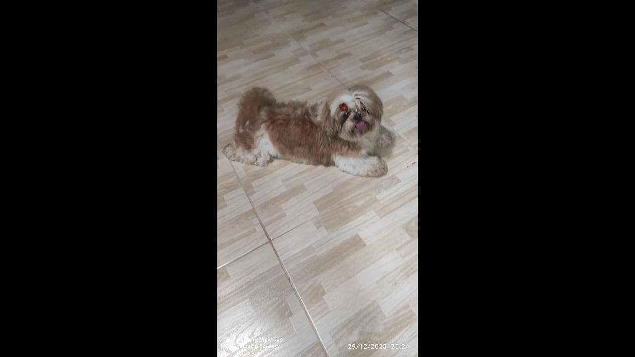 Cachorra é encontrada no bairro Parque São Paulo