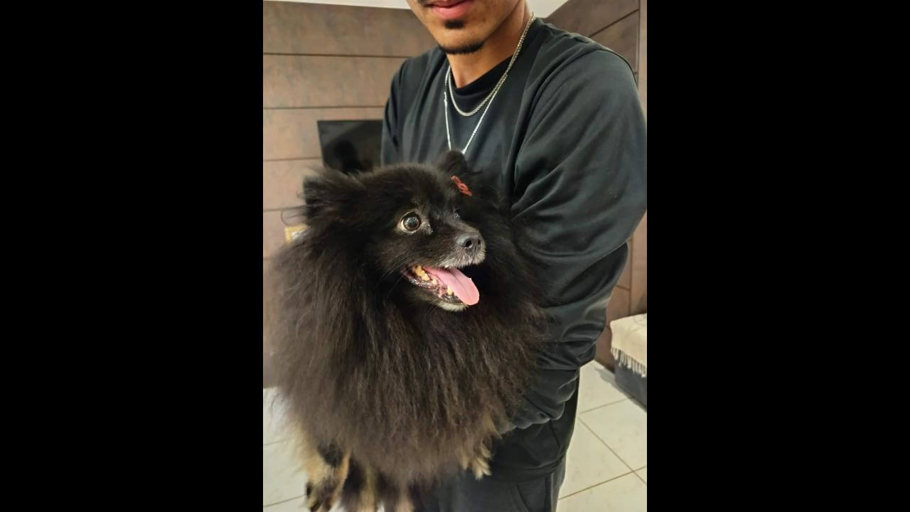 Cachorra é encontrada no bairro Recanto Tropical