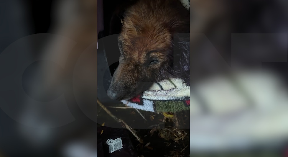 Cãozinho que seria resgatado não resiste e morre no Bairro Paulo Godoy