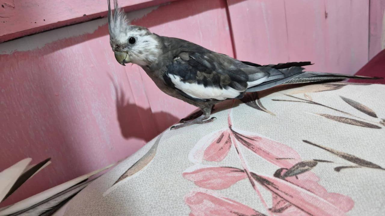 Calopsita Nevasca desapareceu no bairro 14 de Novembro