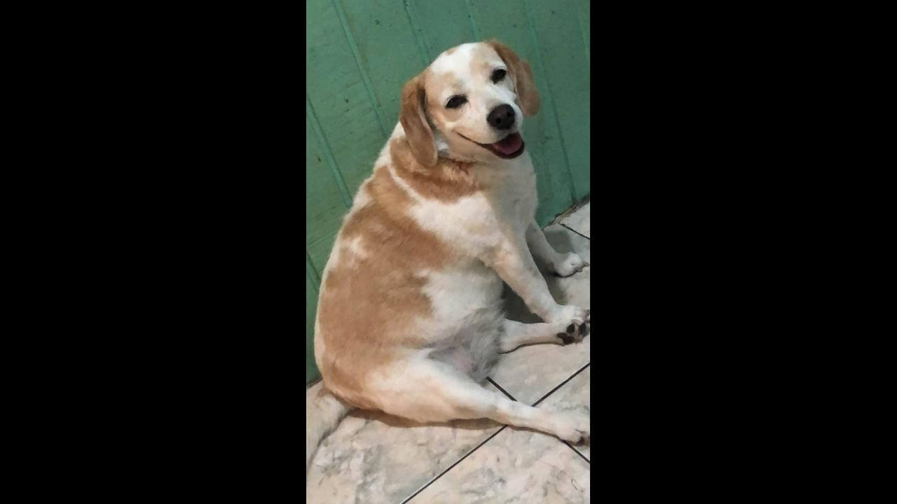 Cachorra Afrodite (Fro) desapareceu no bairro Vila Tolentino
