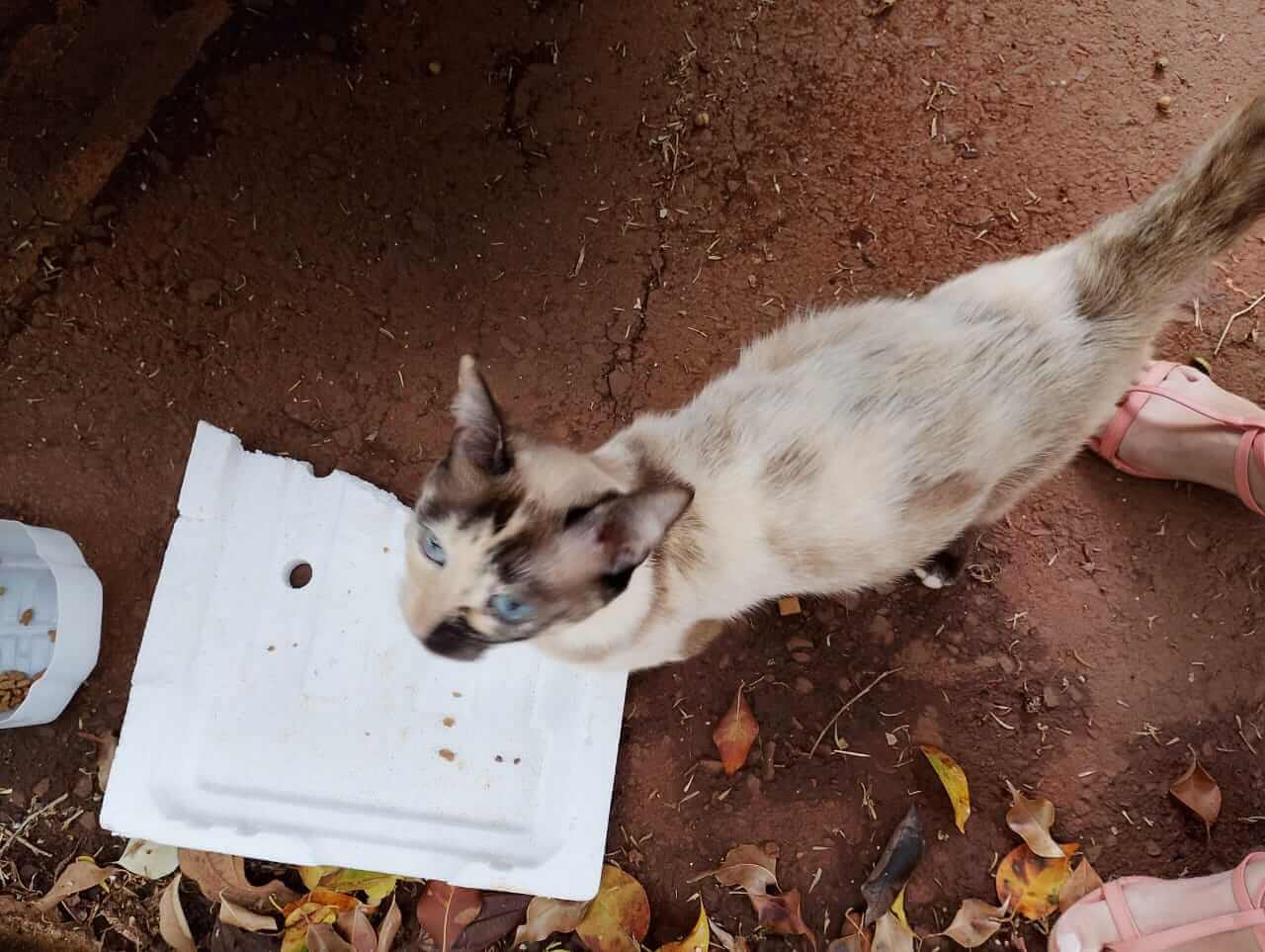 Gata é encontrada no bairro São Cristóvão
