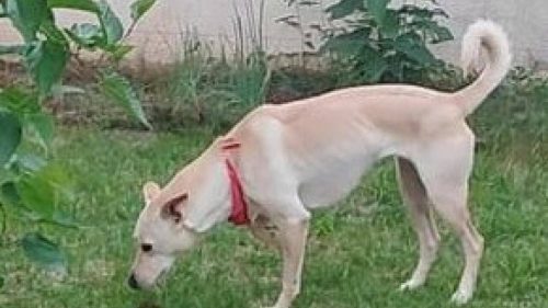 Cachorra Leona desapareceu no bairro Região do Lago Imagem referente a Cachorra Leona desapareceu no bairro Região do Lago