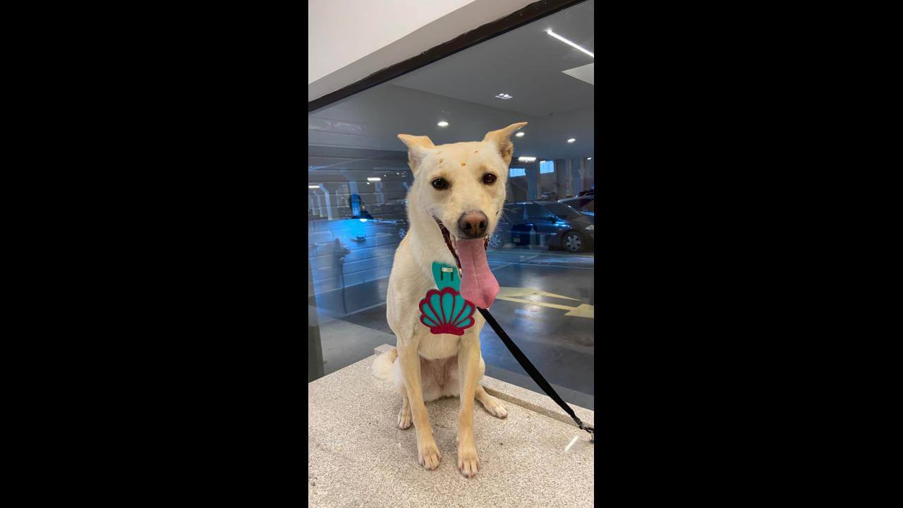 Cachorra Leona desapareceu no bairro Pacaembu