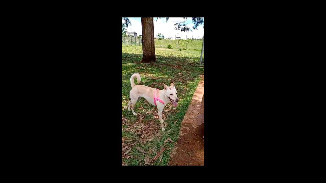 Cachorra Leona desapareceu no bairro São Cristóvão Cachorra Leona desapareceu no bairro São Cristóvão