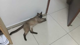 Gato Mino desapareceu no bairro Universitário Imagem referente a Gato Mino desapareceu no bairro Universitário