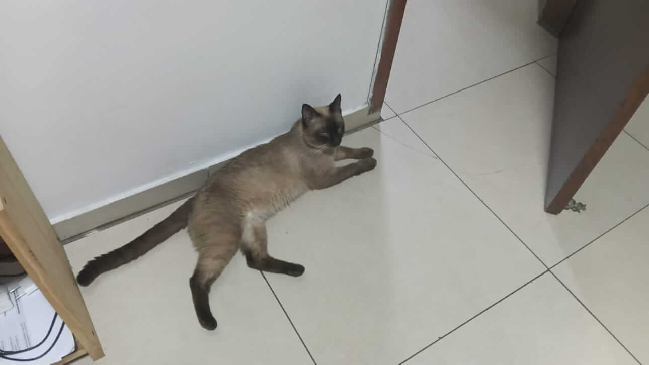 Gato Mino desapareceu no bairro Universitário Gato Mino desapareceu no bairro Universitário
