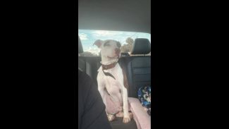 Cachorro desapareceu no bairro Floresta Imagem referente a Cachorro desapareceu no bairro Floresta