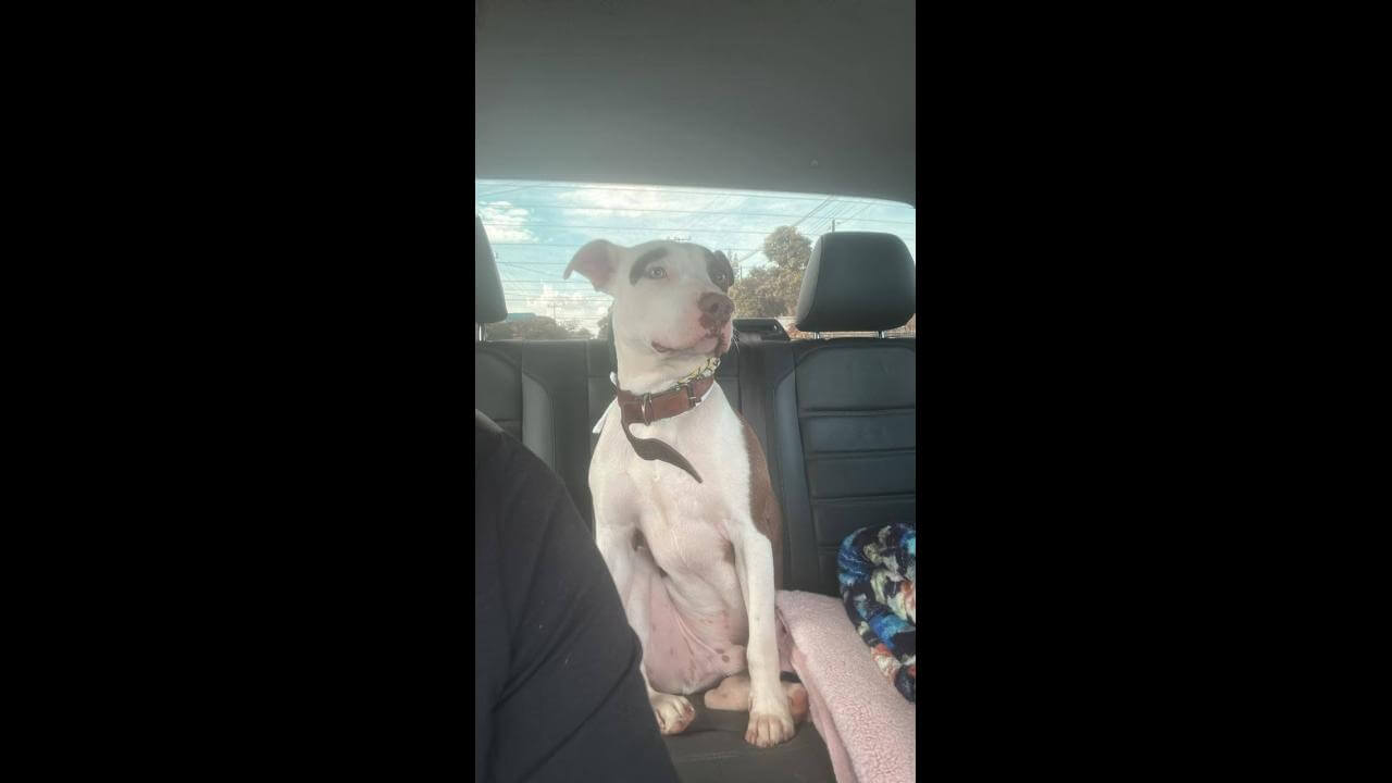 Cachorro desapareceu no bairro Floresta Cachorro desapareceu no bairro Floresta
