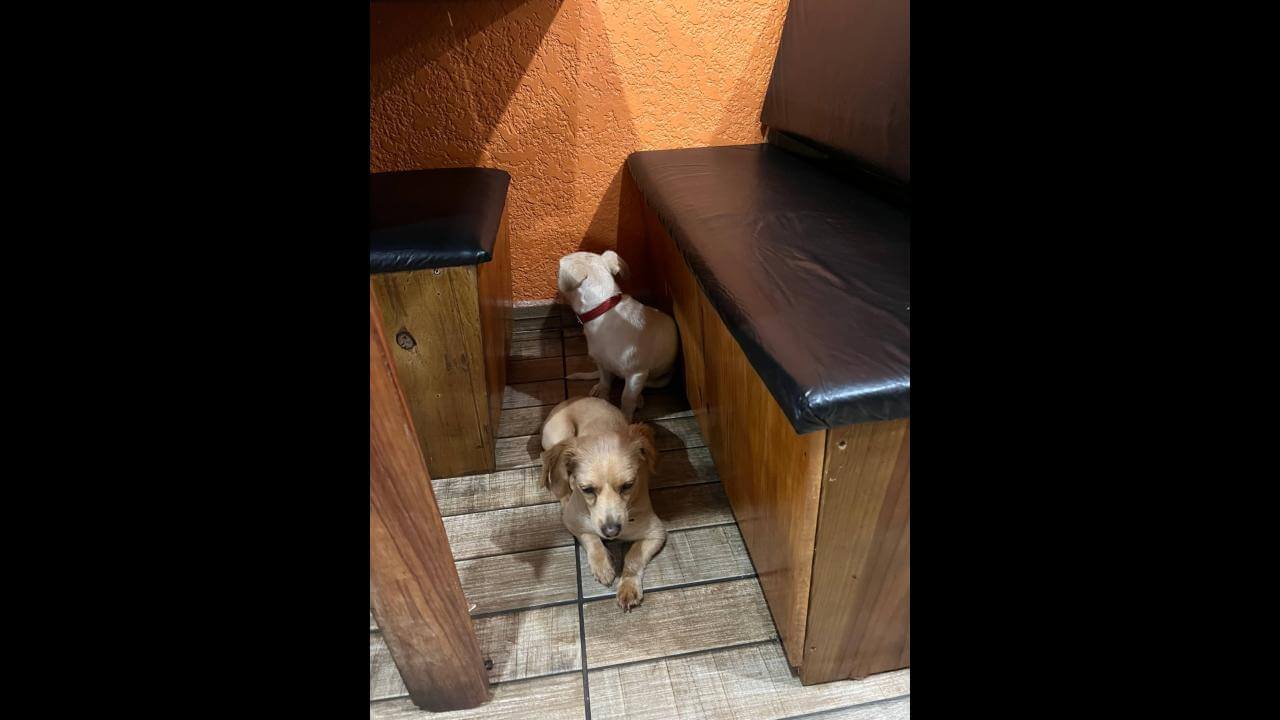 Cachorro é encontrado no bairro Floresta