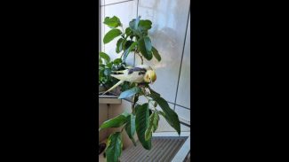 Imagem referente a Calopsita Requeijão desapareceu no bairro Canadá