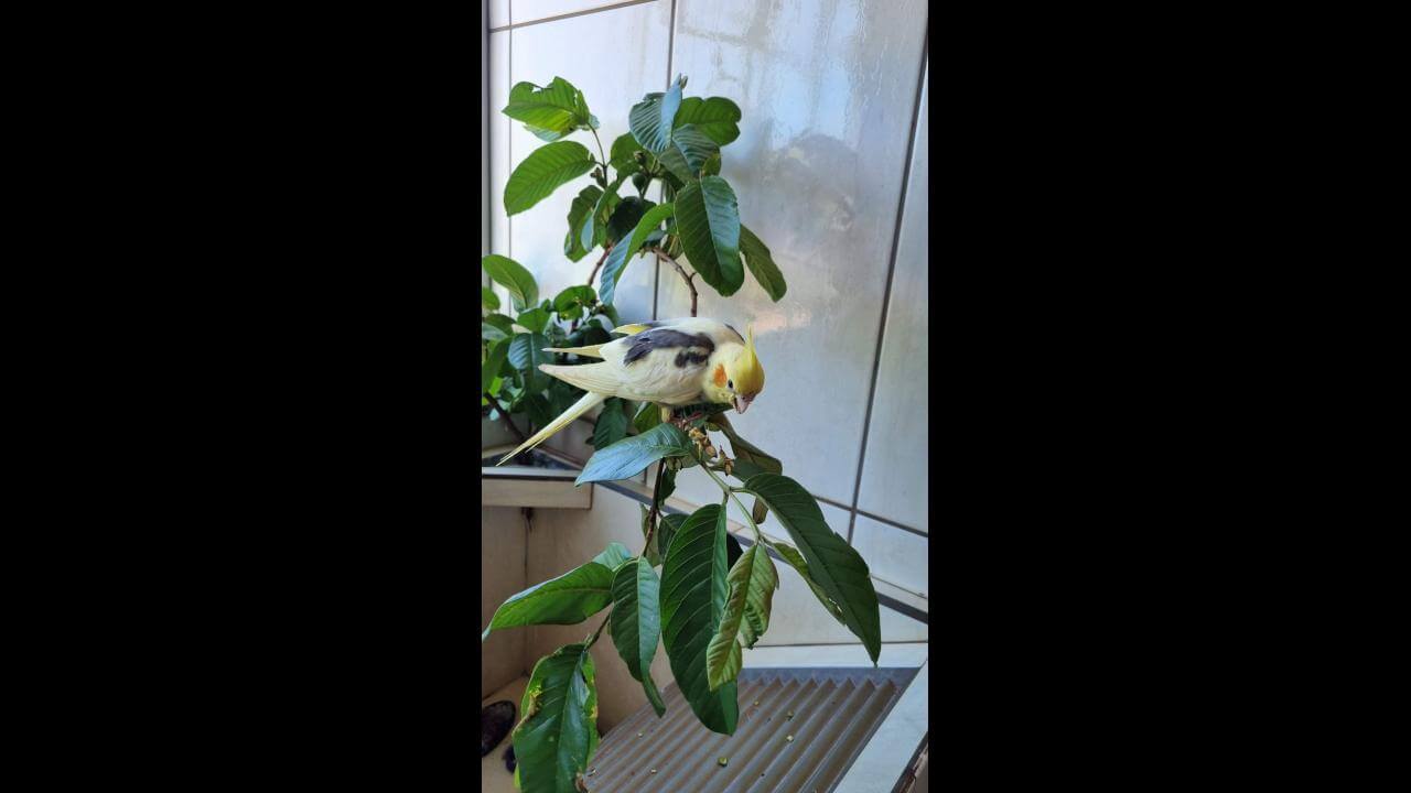 Calopsita Requeijão desapareceu no bairro Canadá