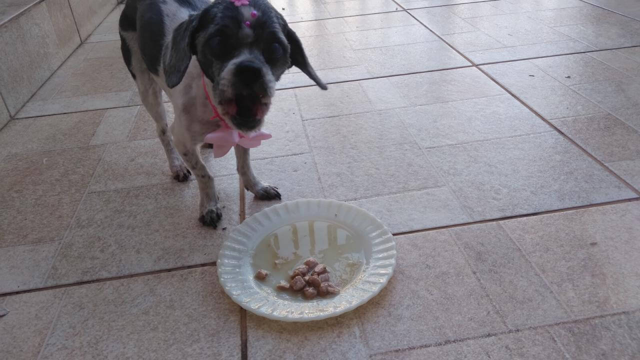 Cachorra Maggie desapareceu no bairro São Cristóvão