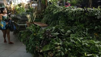 Erveiras se atualizam para atender a novas tradições de religiões afro