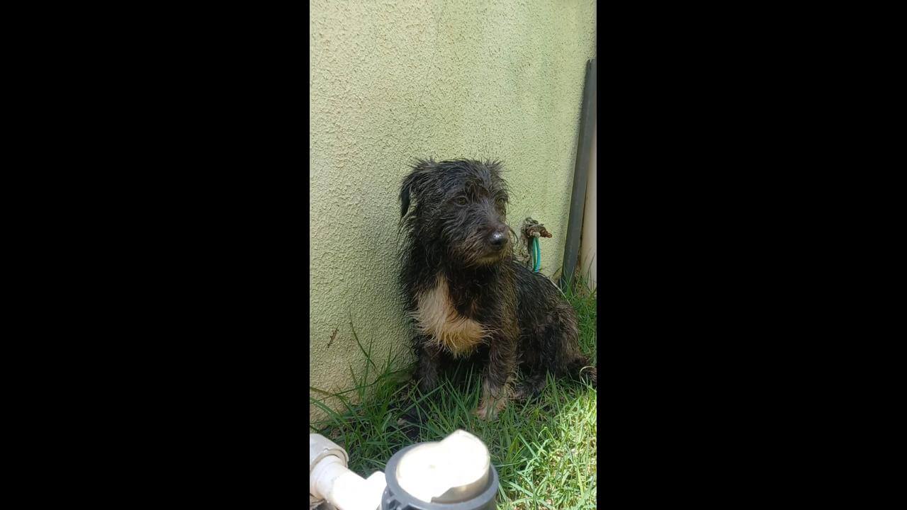 Cachorro é encontrado no bairro Parque São Paulo
