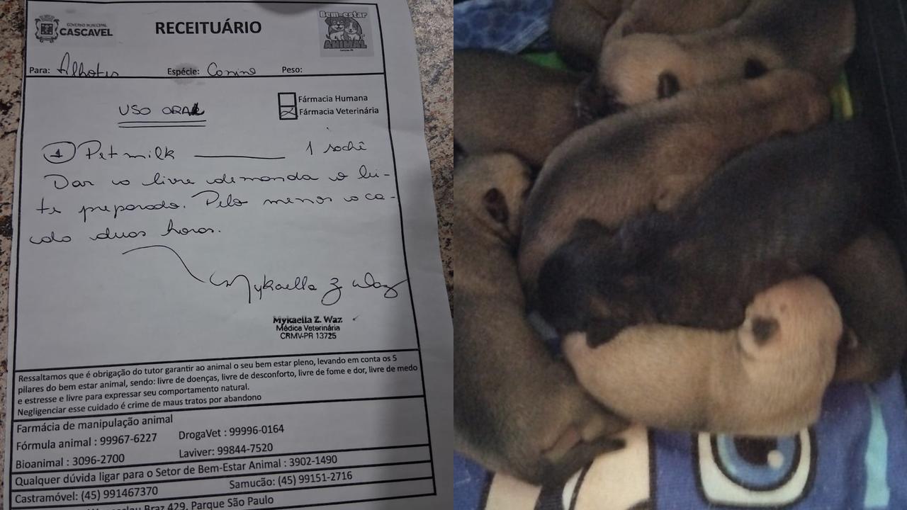 Família pede ajuda para alimentar filhotes de cachorra de rua acolhidos no Bairro Universitário