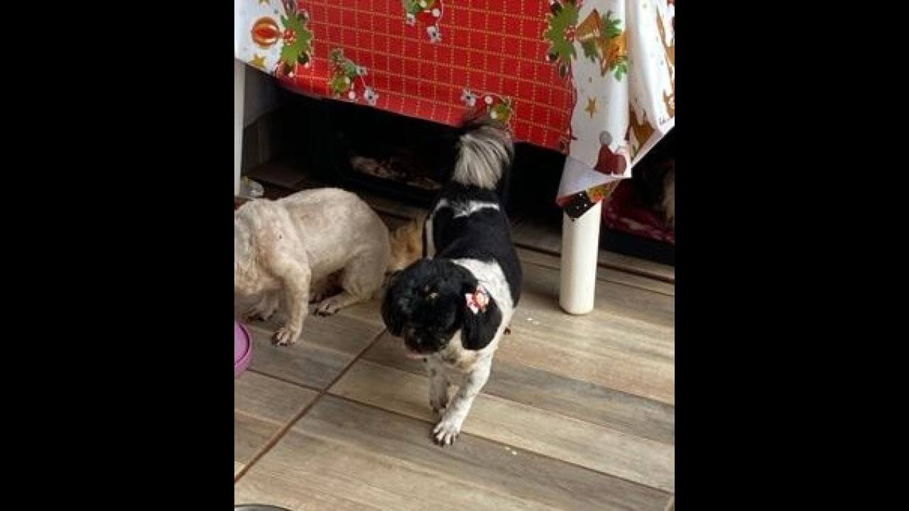 Cachorra Kessy está em tratamento com tumor no olho desapareceu no bairro Santos Dumont