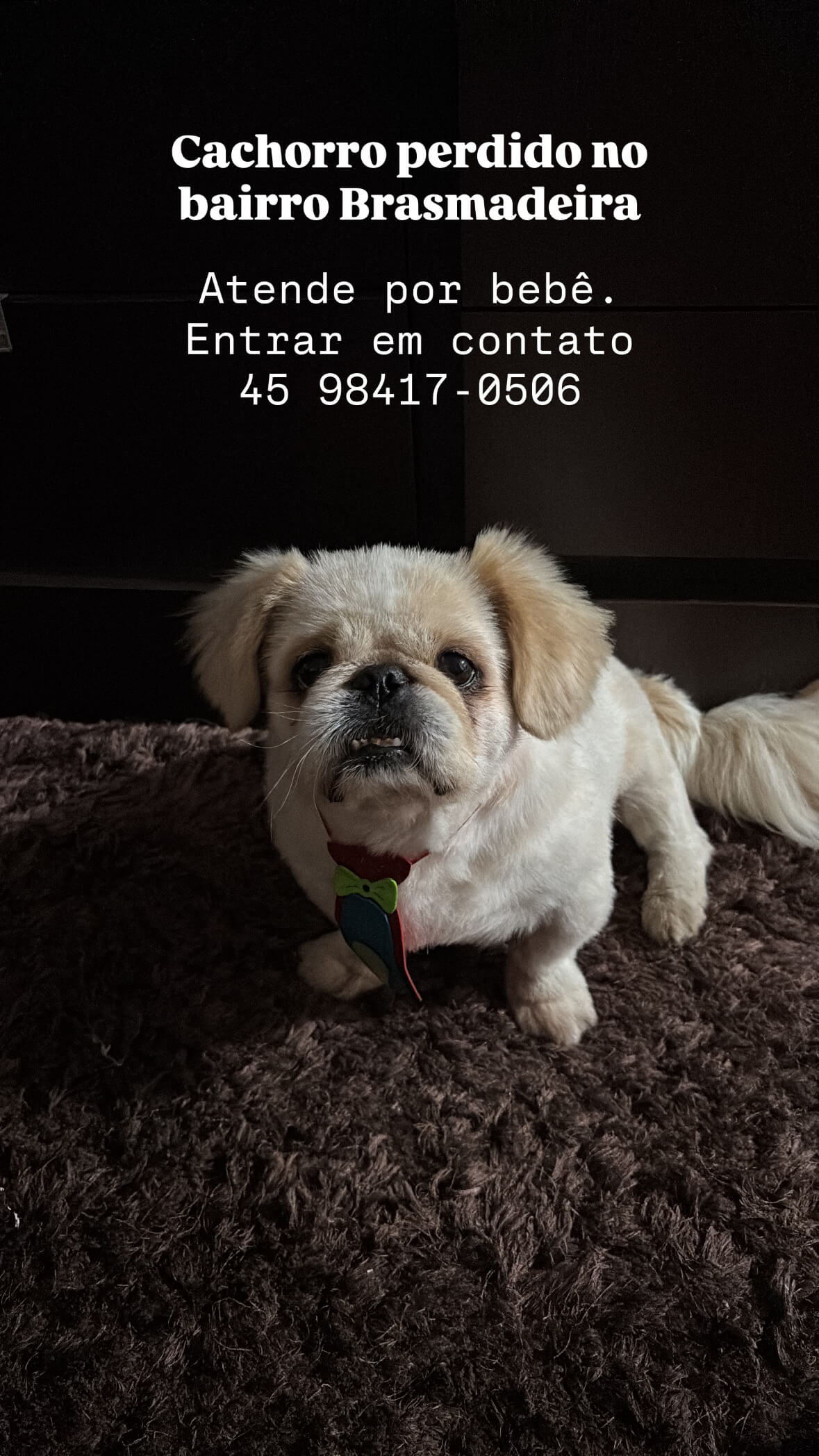 Cachorro Bebê desapareceu no bairro Brasmadeira