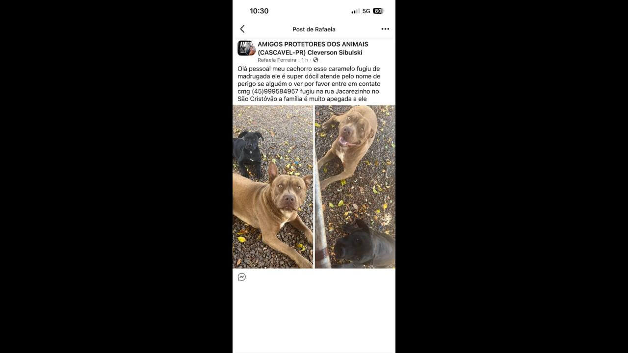 Cachorro Perigo desapareceu no bairro São Cristóvão