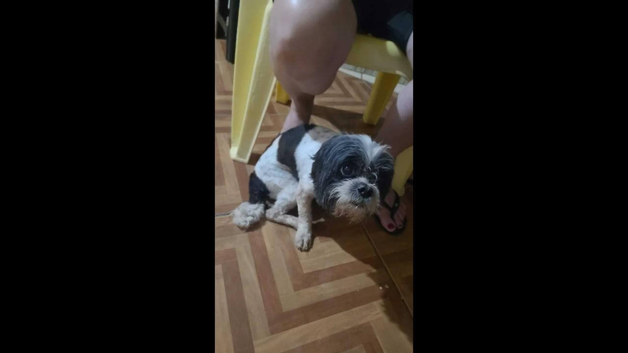 Cachorro é encontrado no bairro Parque São Paulo Cachorro é encontrado no bairro Parque São Paulo