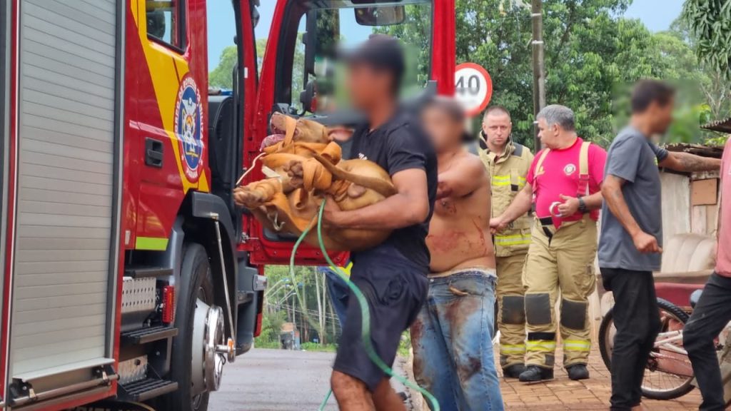 Pitbull foge e fere tutor antes de ser capturado pelos Bombeiros em Cascavel Pitbull foge e fere tutor antes de ser capturado pelos Bombeiros em Cascavel