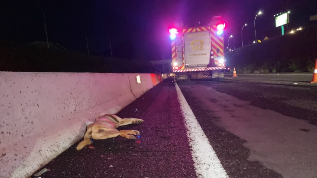 Motociclista sofre queda ao atropelar cachorro na PRc-467 em Cascavel; animal não resistiu Motociclista sofre queda ao atropelar cachorro na PRc-467 em Cascavel; animal não resistiu