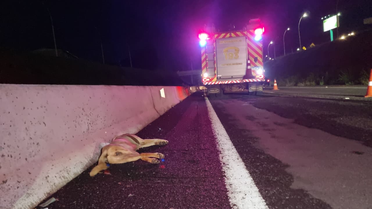 Motociclista sofre queda ao atropelar cachorro na PRc-467 em Cascavel; animal não resistiu