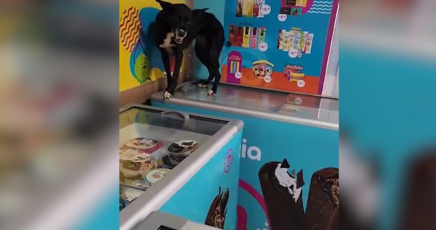 Cachorro de rua ferido se refugia em comércio após barulho de fogos; bombeiros fazem resgate