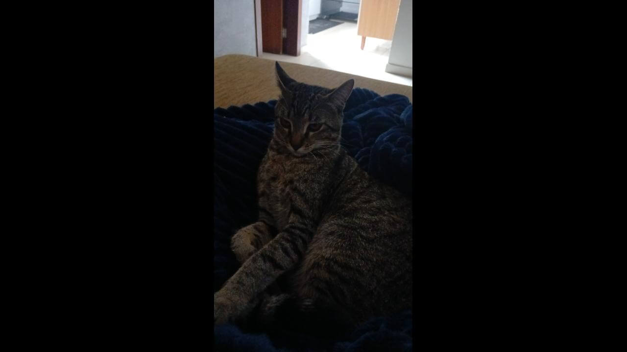 Gato Tucuna desapareceu no bairro Neva Gato Tucuna desapareceu no bairro Neva